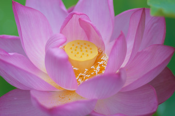 Blossoming lotus