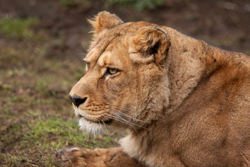 female Barbary lion 6656