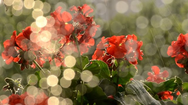 Beautiful geraniums and sunny day of summer rain.