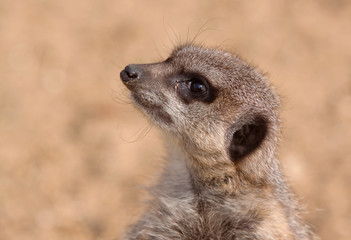 alert meerkat 6938
