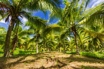Field of coconut trees