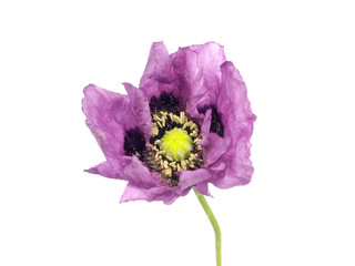 purple poppy flower