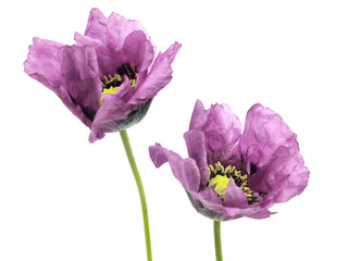 purple poppy flower