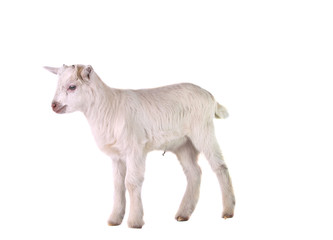 little goat isolated
