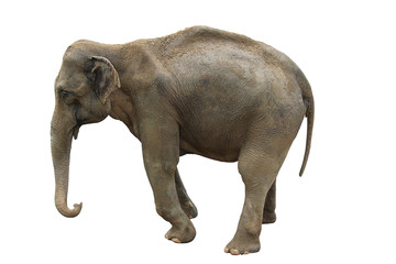 Elefant freigestellt