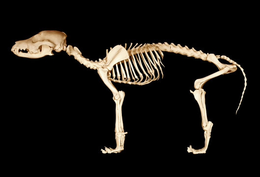 Skeleton of dog