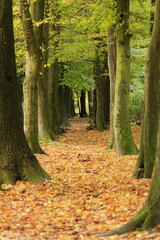 Yellow leaves on the alley in autumn forest