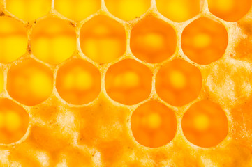 frame with honeycomb full of honey