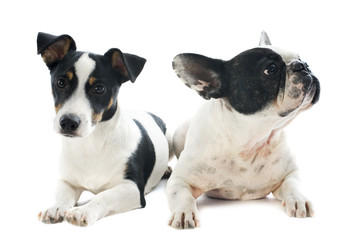 Obraz premium french bulldog and jack russel terrier