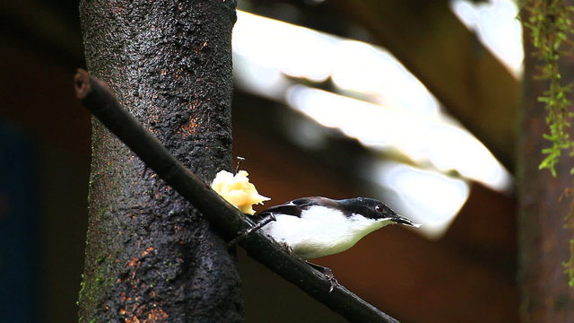 dark-back sibia bird eating banana