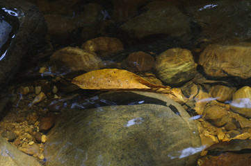 Schwimmendes Laubblatt