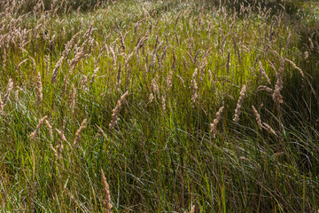 Трава в лесу