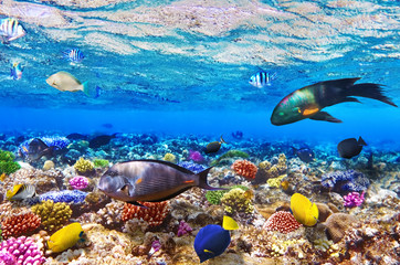 Coral and fish in the Red Sea.Egypt