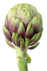 Fototapeta premium Artichoke