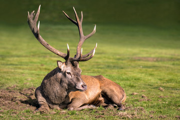 Stag Landscape