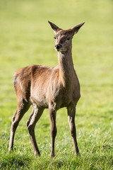 Red Deer Standing