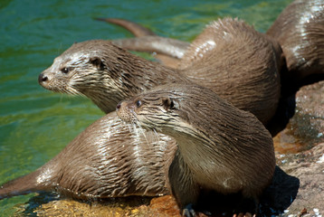 Fischotter