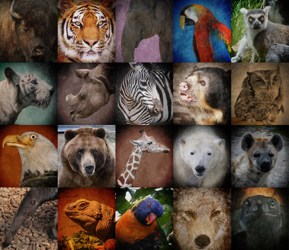 Wild Zoo Animal Squares Stock Photo | Adobe Stock