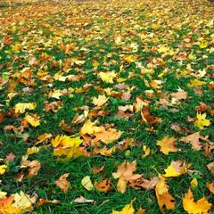 road with dry leaves