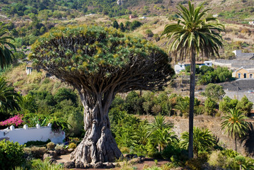 Drago of Icod de los Vinos