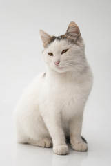 Fototapeta na wymiar Portrait of a white cat