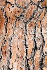 pine tree bark background