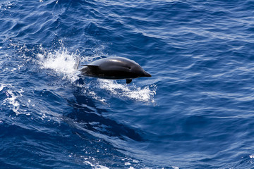 Free wild jumping dolphin