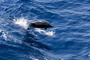Rolgordijnen Dolfijnen Gratis wild springende dolfijn