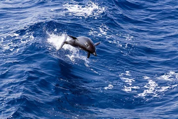 Fotobehang Dolfijnen Gratis wild springende dolfijn
