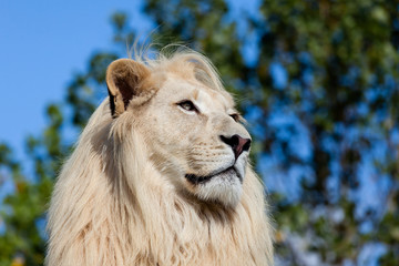 Head Shot Portrait of White Lion against Trees