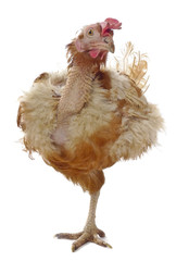 a poor hen from caged  farming - animal protection concept