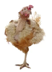 Papier Peint photo autocollant Poulet a poor hen from caged  farming - animal protection concept
