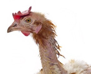 head of a hen from caged  farming - animal protection concept