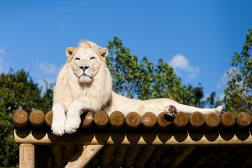 White Lion lying on Wooden Platform in the Sunshine