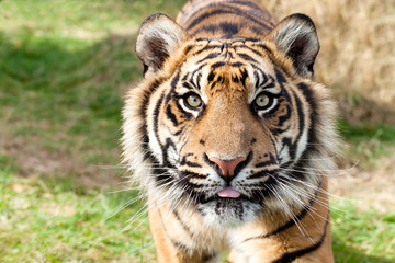 Close up Head Shot of Sumatran Tiger