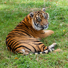 Sumatran Tiger Lying on Grass Looking Over Shoulder