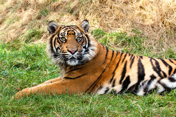 Fototapeta na wymiar Ciekawy Sumatran Tiger leżącego w trawie