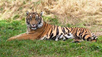 Fototapeta premium Sumatran Tiger Lying in the Grass