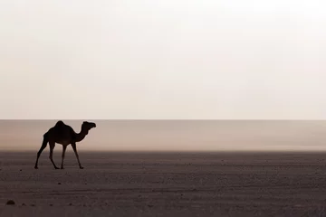 Gordijnen Camel in the desert © sunsinger