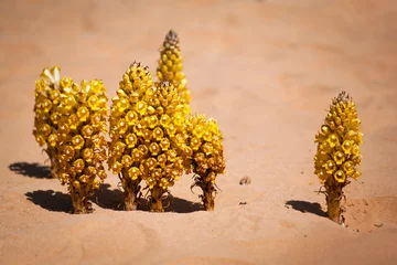 Gardinen Blume in der Wüste © sunsinger