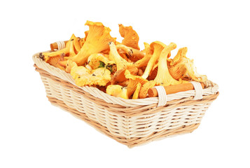 Chanterelle mushroom in basket, isolated on white background