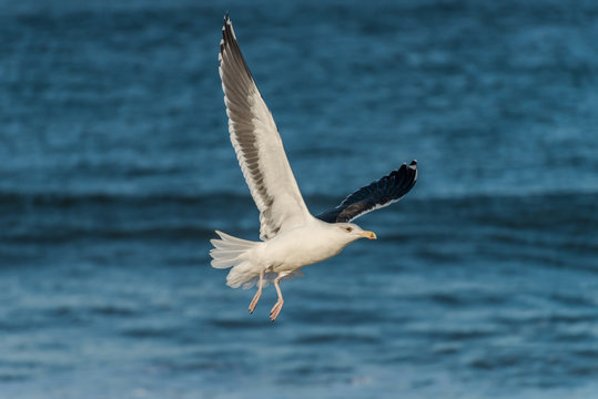 Gull in the air above the water with spread wing