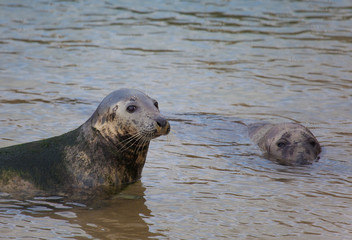 Fototapeta premium Marine lion, The magdalena, Santander, Cantabria, Spain