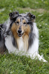 Langhaar Collie bei einer Hundeausstellung
