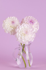 Three Dahlia  flowers in vase
