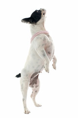 Fototapeta premium french bulldog jumping