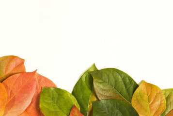 Autumn leafs on white background