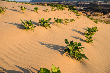 Green plant on the sand and sun