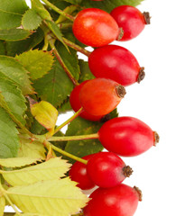 ripe hip roses on branch with leaves, isolated on white
