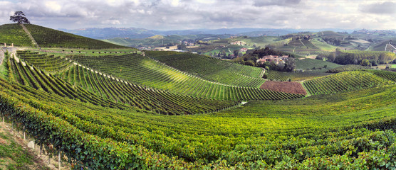 Fototapeta premium winnice we Włoszech